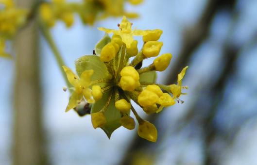 Cornusmas