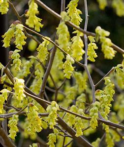 Corylopsisspicata