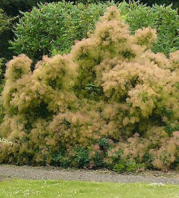 cotinuscoggygria