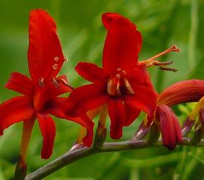 Crocosmia-Lucifer