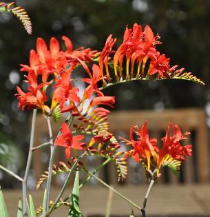 CrocosmiaLucifervnice