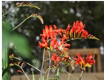 CrocosmiaLucifervnice