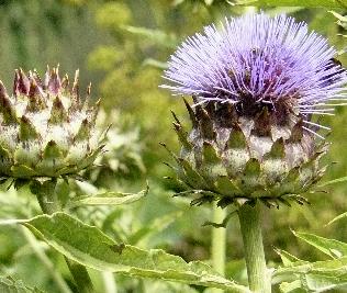 cynara-kardoen-closeup-foto