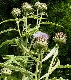 cynara-kardoen-habitus