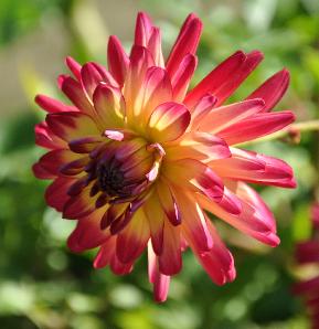 Dahlia-Mac-Alisterspride- flower-picture- closeup