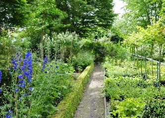 delphiniuminborder