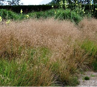 DeschampsiacespitosaGoldschleier2