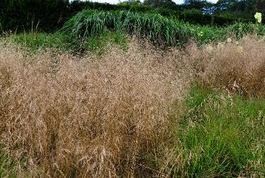 DeschampsiacespitosaGoldschleier