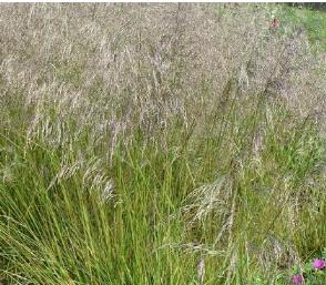 DeschampsiacespitosaTardiflora