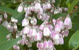 Deutzia crenata Pride of Rochester'