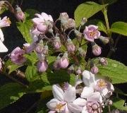 Deutzia 'Montrose' closeup