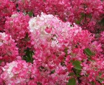 Hydrangea paniculata 'Diamant Rouge'  