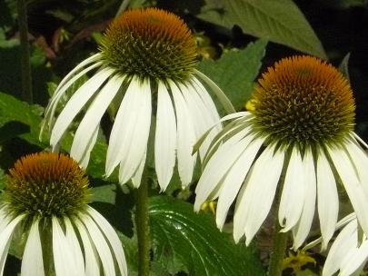 Echinacea-purpurea-White-Swan- closeup- picture- zonnehoed