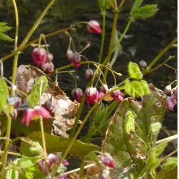 Epimedium- foto- bloeiwijze