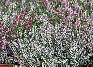 Erica-carnea-in-soorten