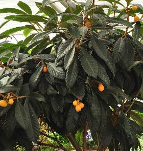 Eriobotrya-japanse-wolmispel-loquat