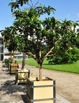 Eriobotrya-japonica-japanse-wolmispel-loquat2