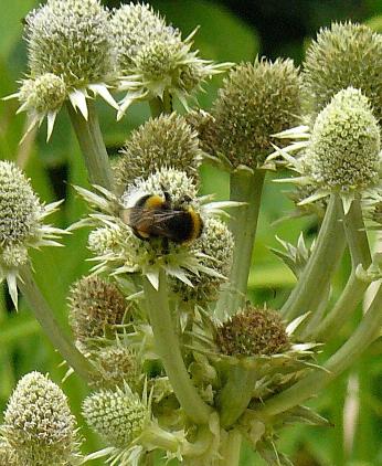 Eryngium-bromelifolium-closeup