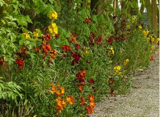 Erysimum-border-colour-mix