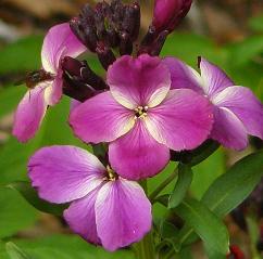 erysimum-fuchsia-kleur