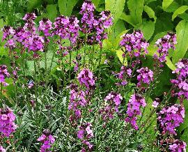 Erysimum 'Bowles Mauve'habitus foto