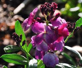 Erysimum BOWLES MAUVE