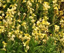 Erysimum 'Ivory White' muurbloem