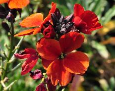 Erysimum 'Spice Island'closeup vnn