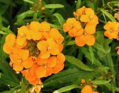 Erysimum x allionii closeup