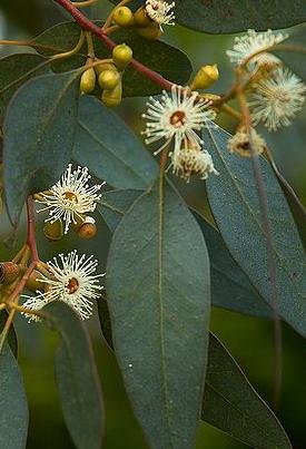 Eucalyptus-gunnii-flowers