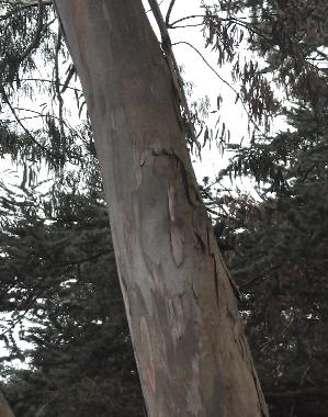 Eucalyptus-pauciflora-foto-Cambridge-Botanical-Gardens