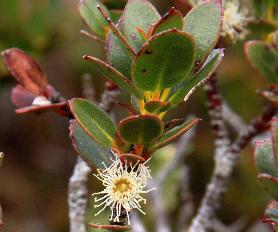 Eucalyptus-vernicosa-bloeiwijze