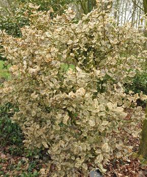Euonymus-japonicus-Albomarginatus-vorstschade