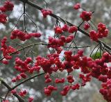 EuonymuseuropaeusScarletWondermiddennov2011VNN