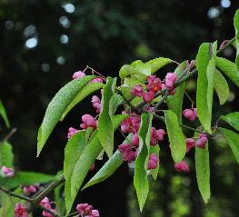 EuonymushamiltonianusvarsemiexsertusVNN