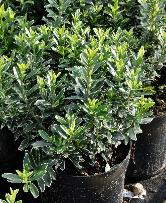 EuonymusjaponicusmicralbovariegatussynEdwardKingVN