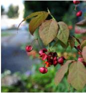 EuonymusPlanipes4sept3