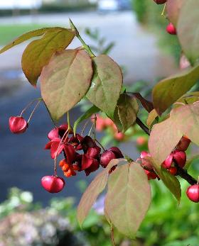 EuonymusPlanipes4septVN