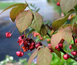 EuonymusPlanipes4septVN