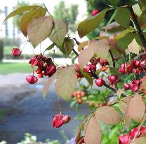 EuonymusPlanipes4sept