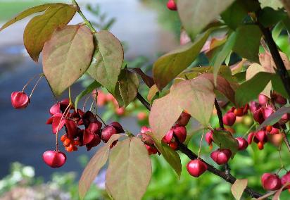 EuonymusPlanipes4septVN