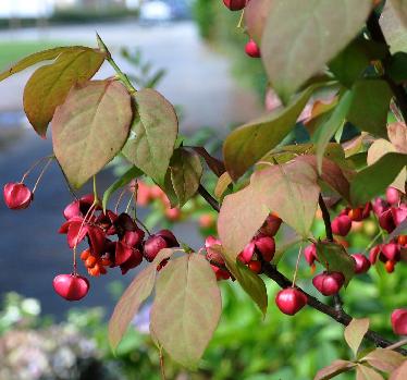 EuonymusPlanipes4septVN