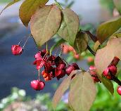 EuonymusPlanipes4septVN