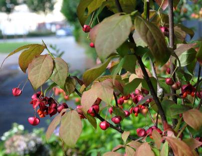 EuonymusPlanipes4septVN