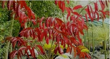 euonymusredcascade