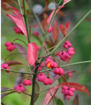 EuonymusRedCascadeokt2