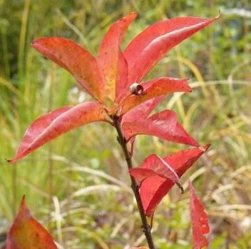 euonymusredcascadecloseup