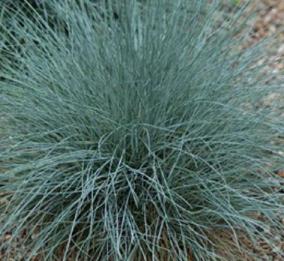 Festuca-glauca-Azurit- blauw-zwenkgras