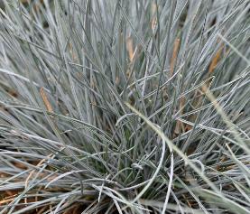 Festuca-glauca-Eliah-Blue