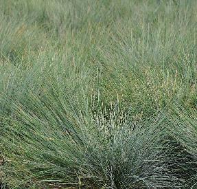 Festuca-glauca-overzichtfoto